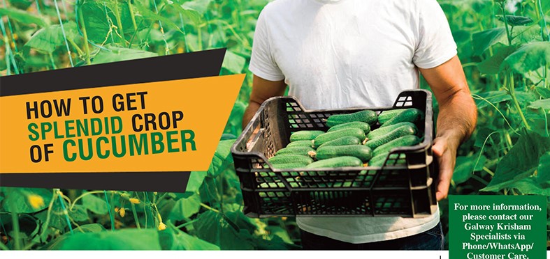How To Get Splendid Crop Of Cucumber