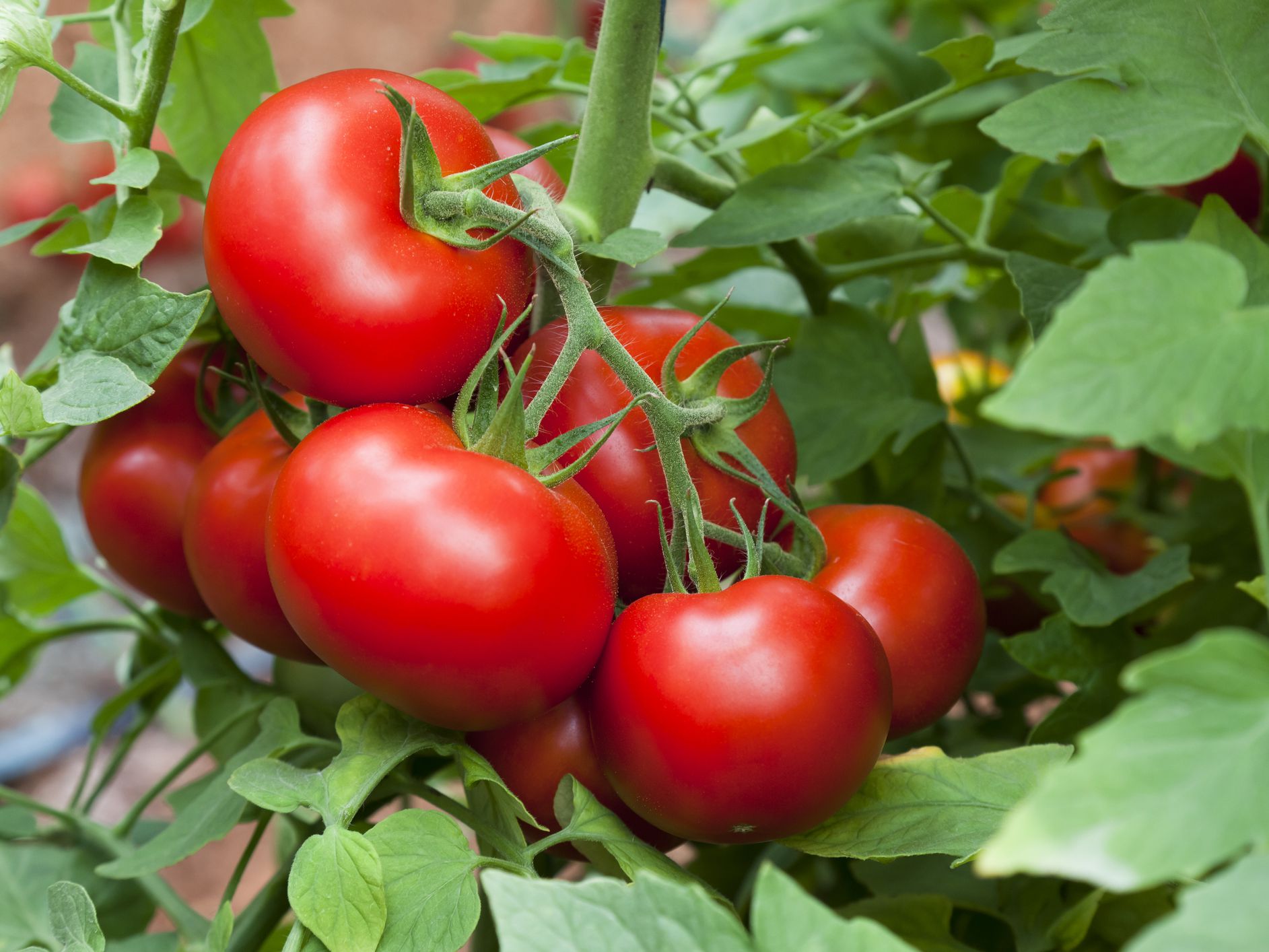 Use of Galway  Krisham  Organic Products in Tomato Cultivation