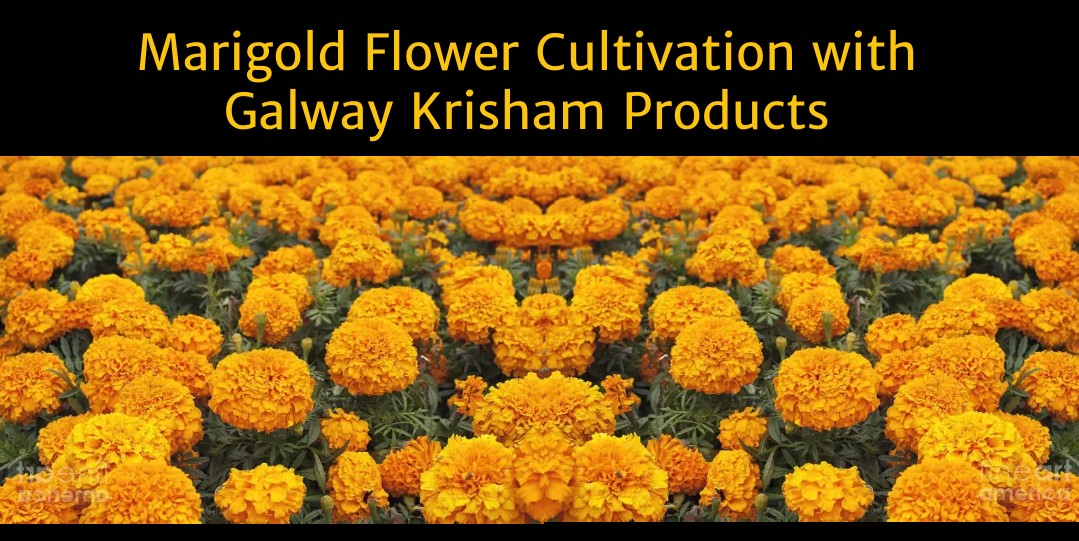 Marigold Flower Cultivation with Galway Krisham Products