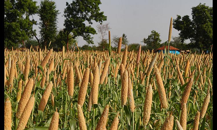 Cultivation of Super Rich Food Millet with Galway Krisham Products