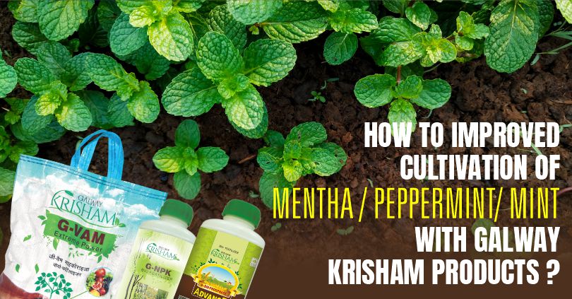 How to increase income  and Improved Cultivation of Peppermint?