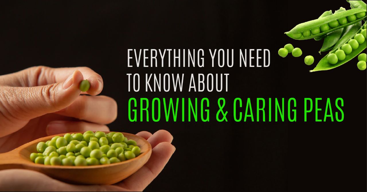 Get advanced crop of peas with Galway Krisham Products
