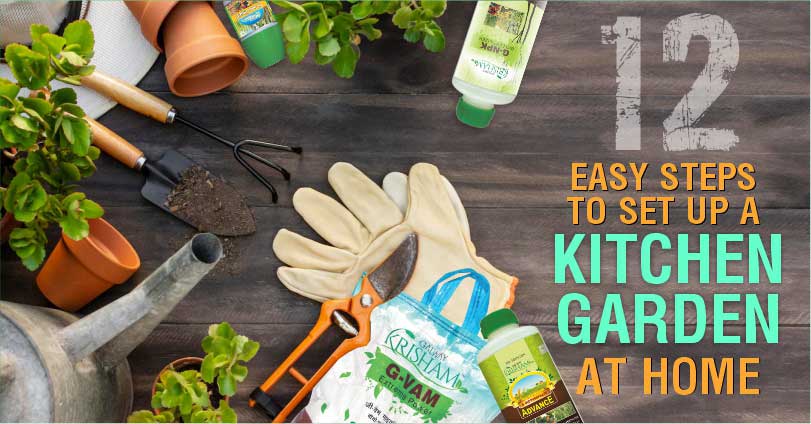 Improve Your Health & Wellness by setting up Organic Kitchen Garden