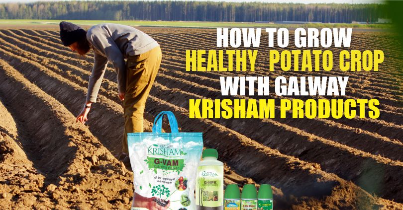 How to increase Potato Production using Galway Products