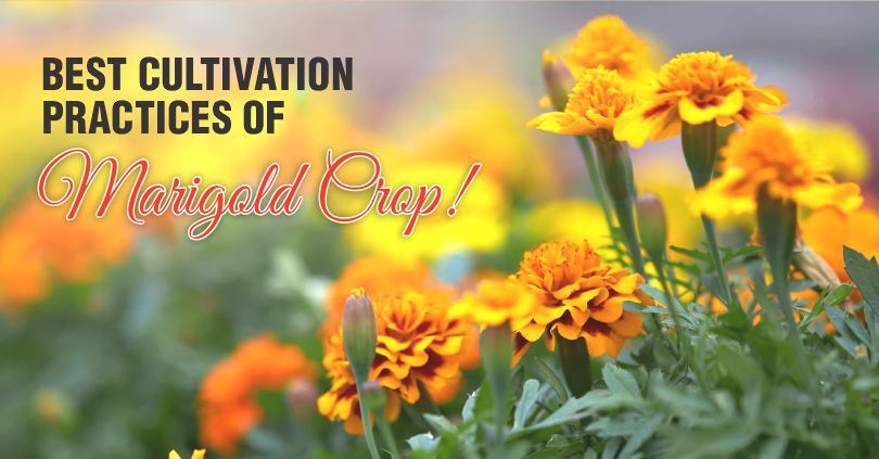 Super Benefits of growing Marigolds with Galway Krisham