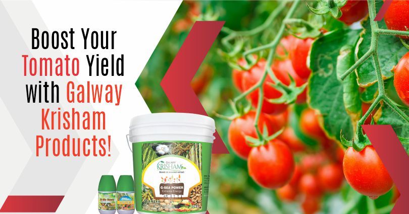Boost Your Tomato Yield with Galway Krisham Products
