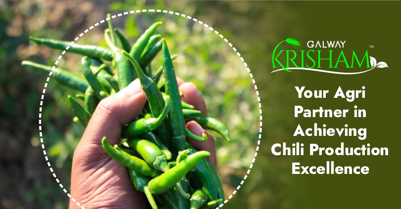 Maximize Chilli Production with Galway Krisham's Incredible Products