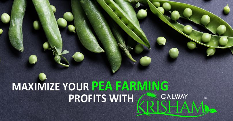 Boost Pea Cultivation Profit with Galway Krisham