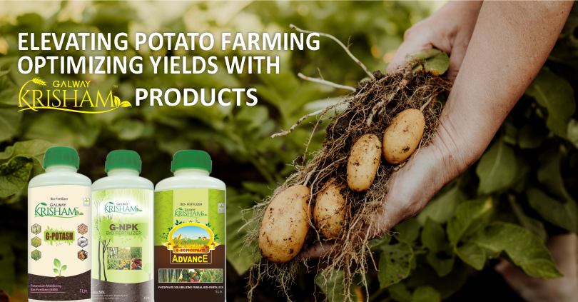 Enhance Potato farming with the Galway Krisham