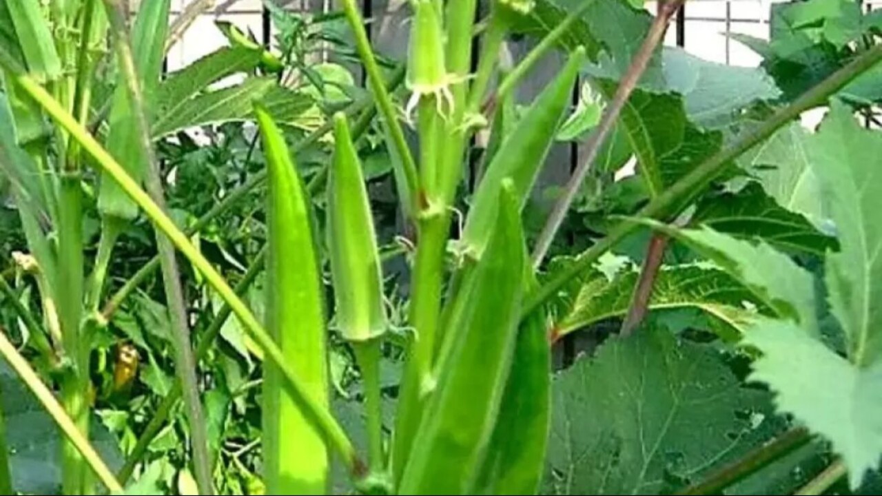 Earn Double Profit from Okra Farming with Galway Krisham Products