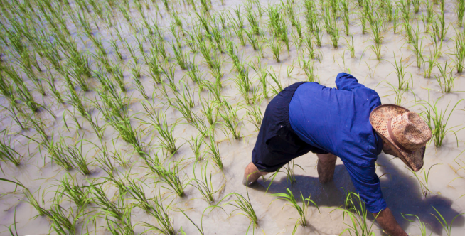 Galway Krisham: Essential for Superior and advance Rice Cultivation