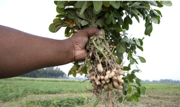 Earn huge profits from peanut farming  With Galway Krisham Products