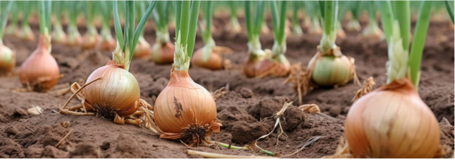 Galway Krisham: The Key to boost Onion Crop & Earnings!