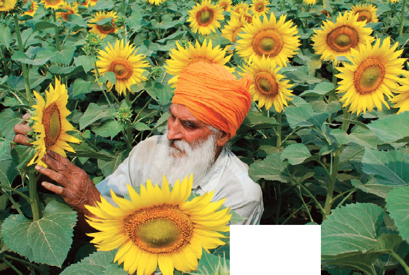 Get rich with Profitable Sunflower Crop with Galway Krisham products