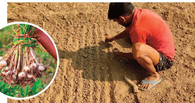 Earn Millions from Garlic Farming with Galway Krisham