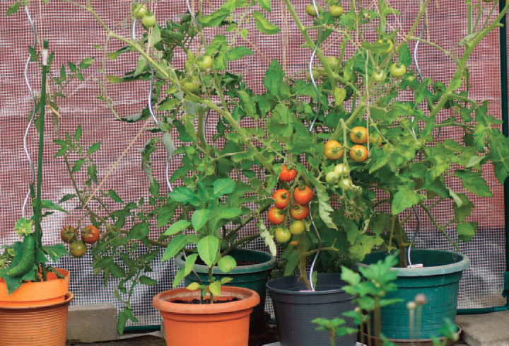 How to Use GALWAY KRISHAM PRODUCTS in KITCHEN GARDEN