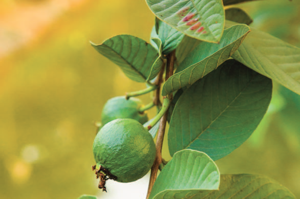 Get Healthy Guava with Galway Krisham Products