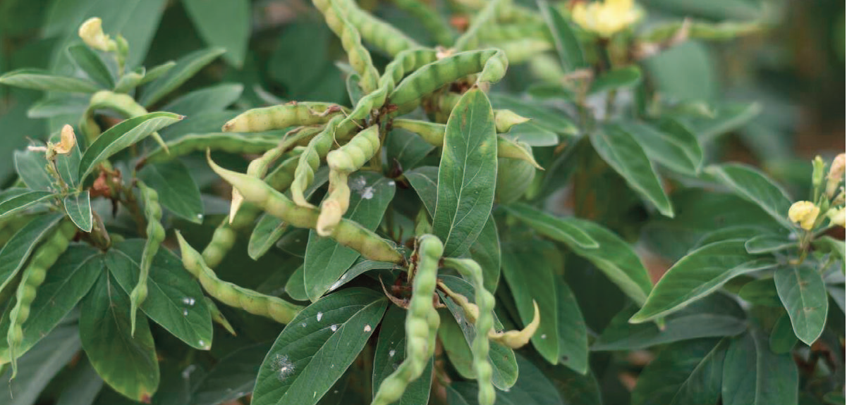 Earn Big Profits with Galway Krisham Products in Pigeon Pea Farming