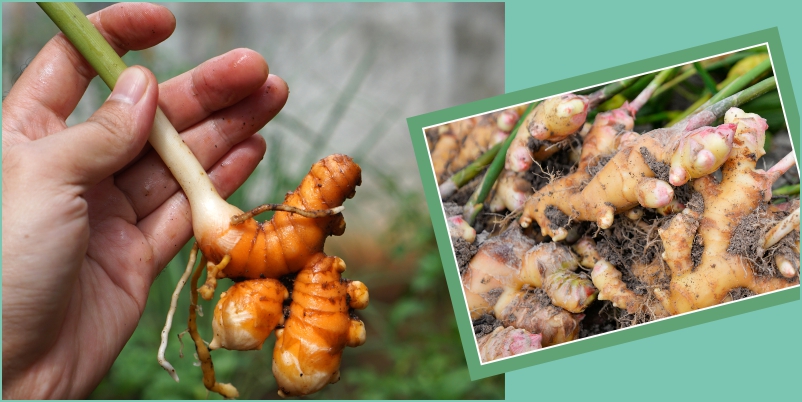 Galway Krisham - Bring prosperity with Ginger Cultivation