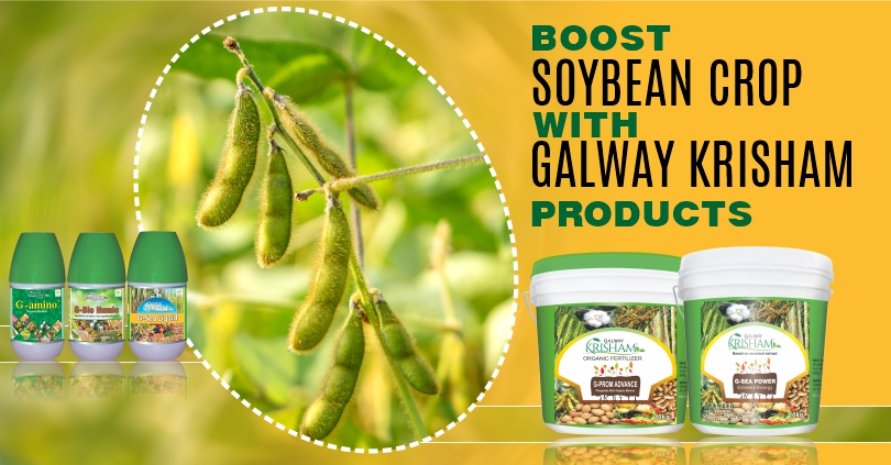 Enhanced Cultivation of Protein-Rich Soybeans with Galway Products