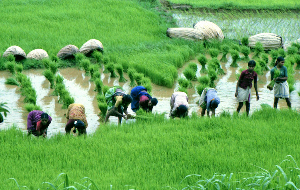 Adopt Organic farming of rice for health and wealth with Galway Krisham