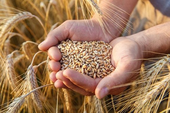 An improved & Magnificent wheat crop with Galway Krisham - Part 1 (Wheat Sowing)